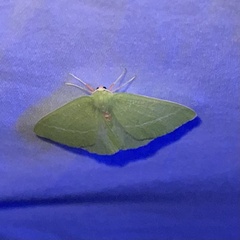 Chlorosea banksaria