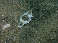 Pleuronichthys