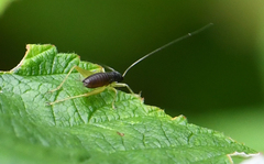 Phyllopalpus pulchellus