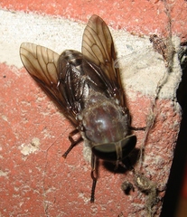 Tabanus catenatus
