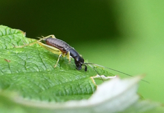 Phyllopalpus pulchellus