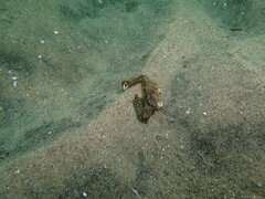 Latulambrus occidentalis