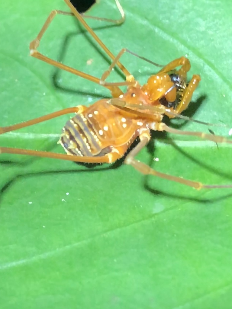 Iquitosa poecilis