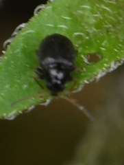 Coleoptera