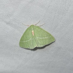 Chlorosea banksaria