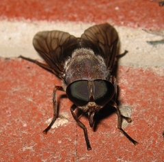 Tabanus catenatus