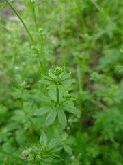 Galium