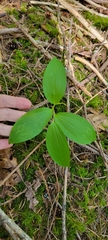 Maianthemum racemosum