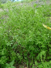 Galium