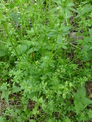 Galium