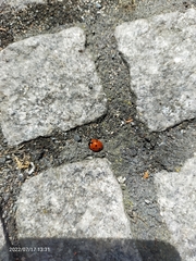 Coccinella septempunctata