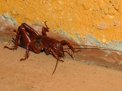 Cratomelus armatus