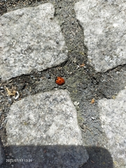 Coccinella septempunctata