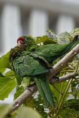 Psittacara finschi