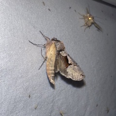 Autographa ampla
