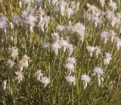 Jurinea stoechadifolia