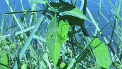 Actinostemma tenerum