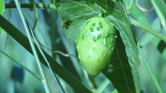 Actinostemma tenerum