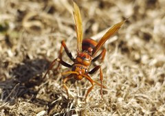 Cryptocheilus rubellus