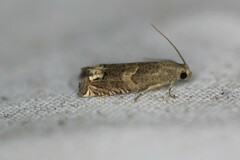 Epiblema minutana