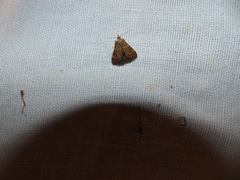 Hypsopygia rubidalis