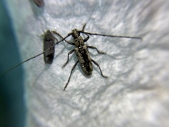 Enaphalodes niveitectus