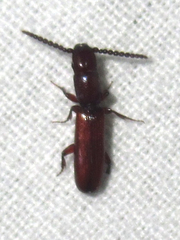 Taphroscelidia linearis