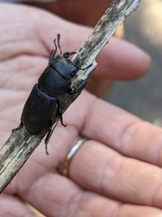 Dorcus parallelipipedus