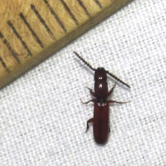 Taphroscelidia linearis