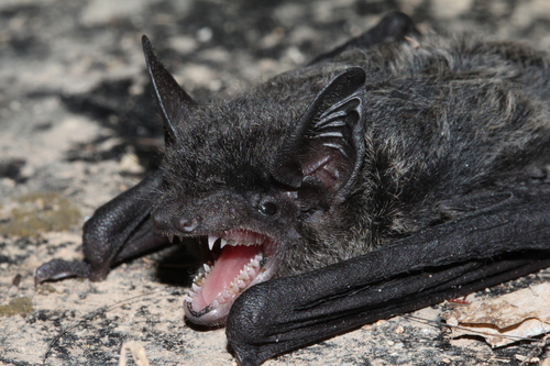 Chinese Pipistrelle (Hypsugo pulveratus) — Least Concern Mammalia