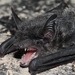 Chinese Pipistrelle - Photo (c) Guangzhou University Naturalists, some rights reserved (CC BY-NC), uploaded by Guangzhou University Naturalists