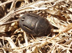 Odontoscelis lineola