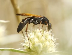 Cryptocheilus octomaculatus