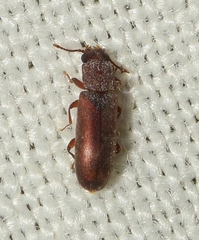 Trogoxylon impressum