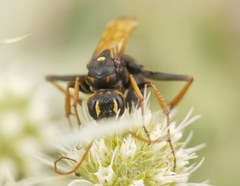 Cryptocheilus octomaculatus