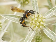 Cryptocheilus variabilis