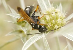 Cryptocheilus variabilis