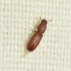 Bitoma siccana