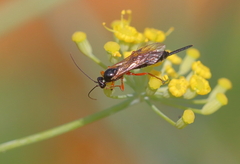 Pimpla