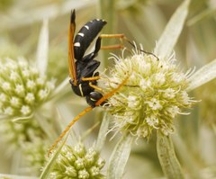 Parabatozonus lacerticida