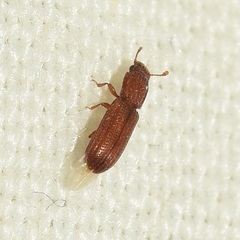 Bitoma siccana