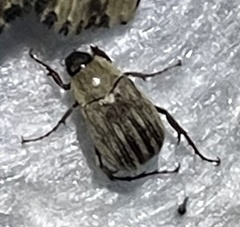 Isonychus arizonensis