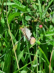 Burnsius orcus