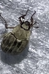 Isonychus arizonensis