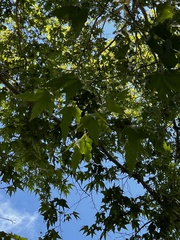Platanus wrightii