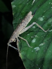 Stenoschema angustipenne