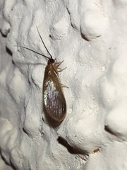 Sisyridae
