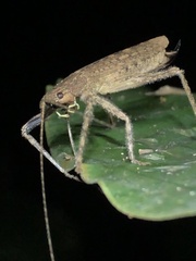 Stenoschema angustipenne