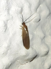 Sisyridae