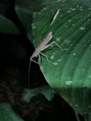 Stenoschema angustipenne